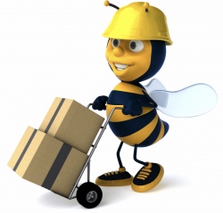 Lucky bee removals