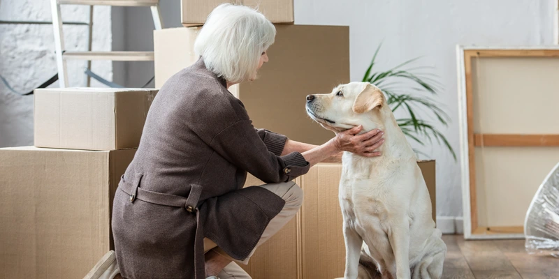 Moving House with Pets: The Definitive Guide to a Stress-Free Move
