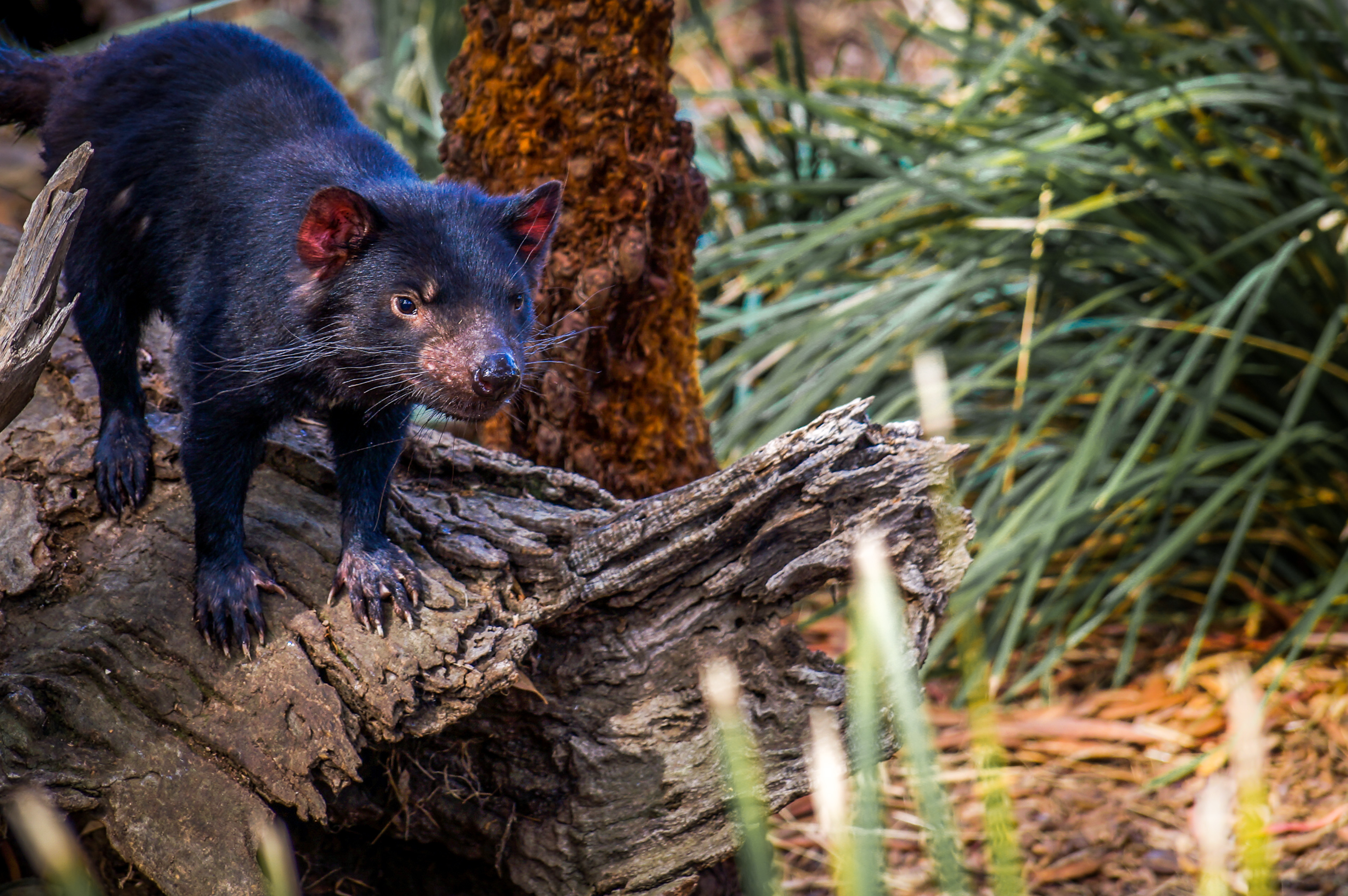 Tasmania -Tasmanian devil