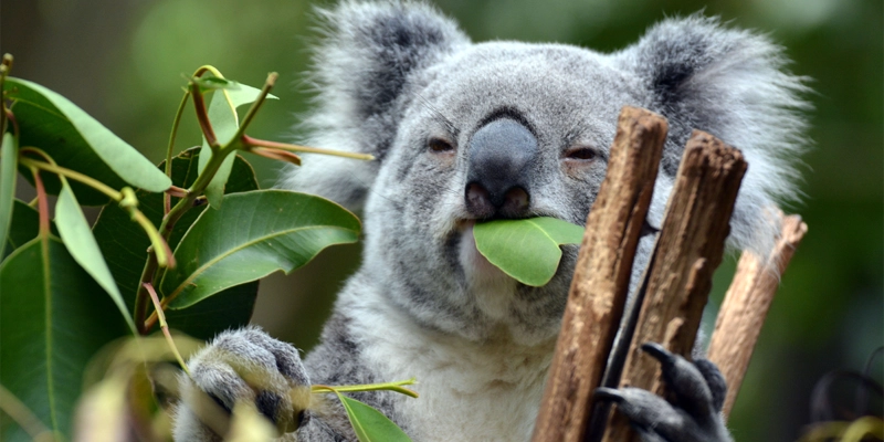Lone Pine Koala Santuary in Brisbane