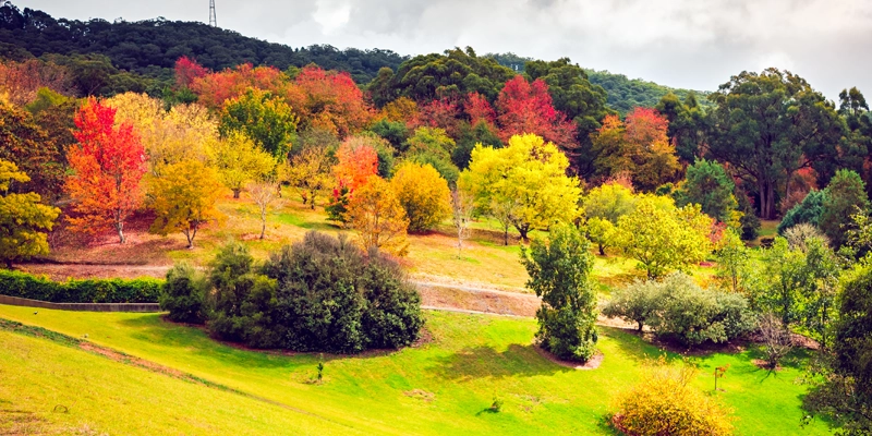 Colourful Autumn in Piccadilly Adelaide Hills