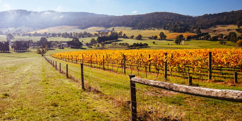 Melbourne Yarra Valley Vineyard
