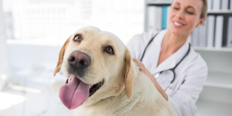moving with pets vet checkup